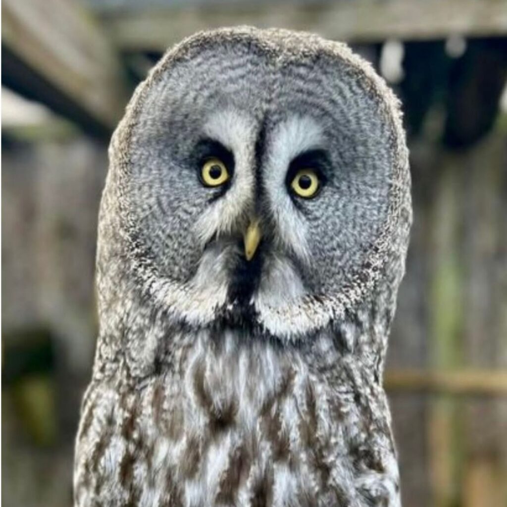Wise Like Dad – Father's Day owl experience at Lanchester Garden Centre, County Durham