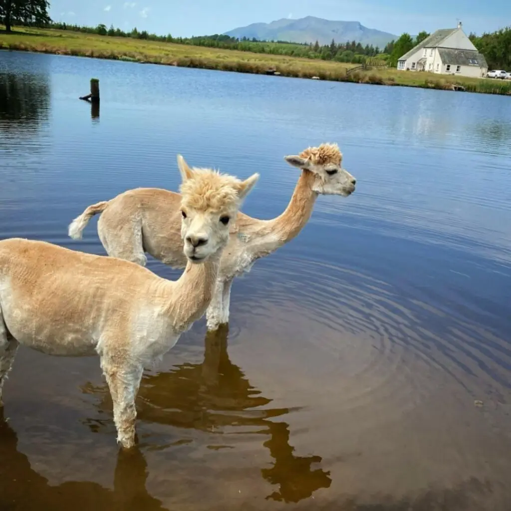 Alpacly Ever After Lake Cabins