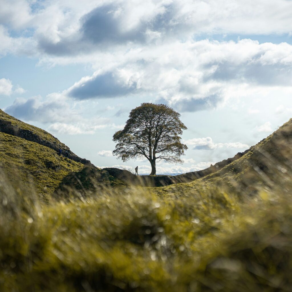 Meet the North Shields charity that won the chance to shape Sycamore Gap's legacy
