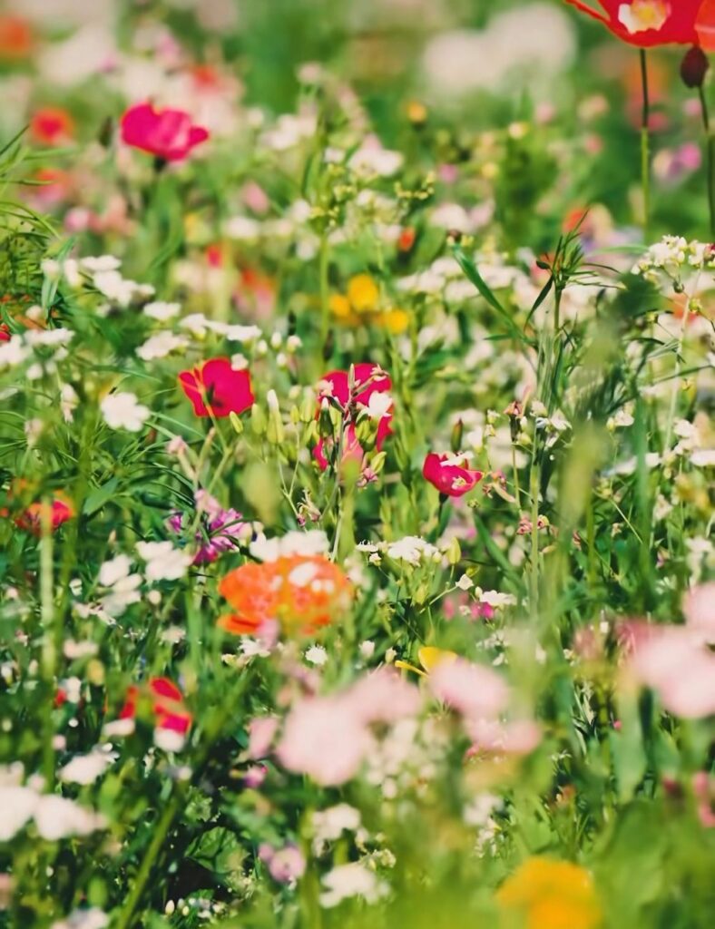 Wildflowers at Vallum Farm