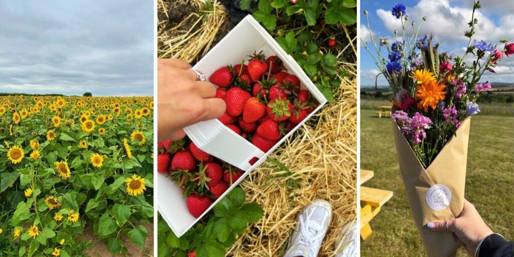Here’s where to pick your own fruit and flowers in Northumberland and North Yorkshire