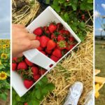 Here’s where to pick your own fruit and flowers in Northumberland and North Yorkshire