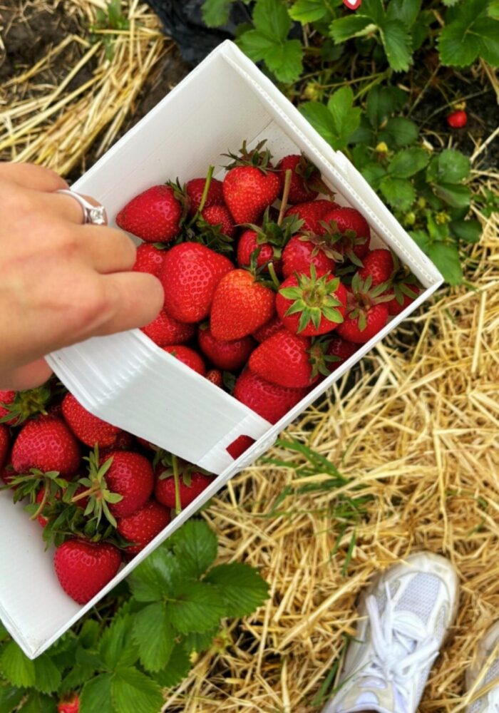 Here’s where to pick your own fruit and flowers in Northumberland and North Yorkshire