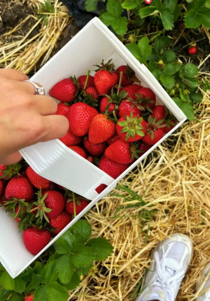Here’s where to pick your own fruit and flowers in Northumberland and North Yorkshire