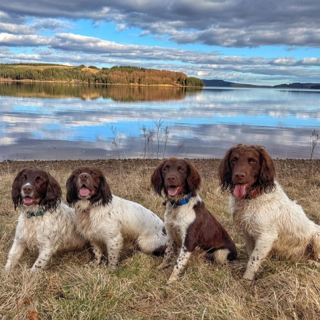 Paws on Tour walk with Pooch & Mutt - Northumberland
