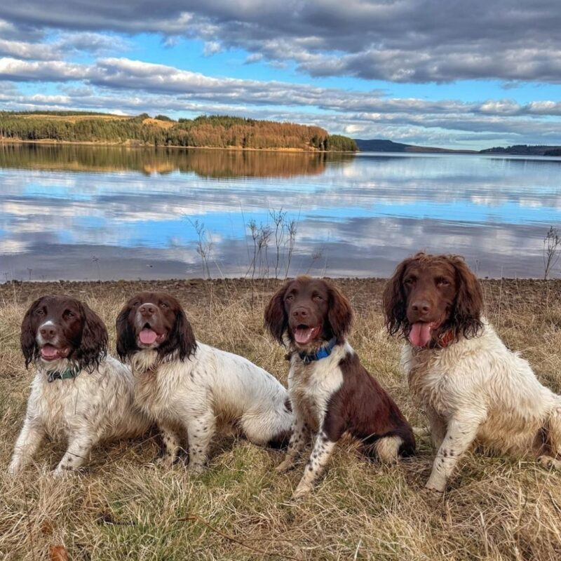 Paws on Tour walk with Pooch & Mutt - Northumberland