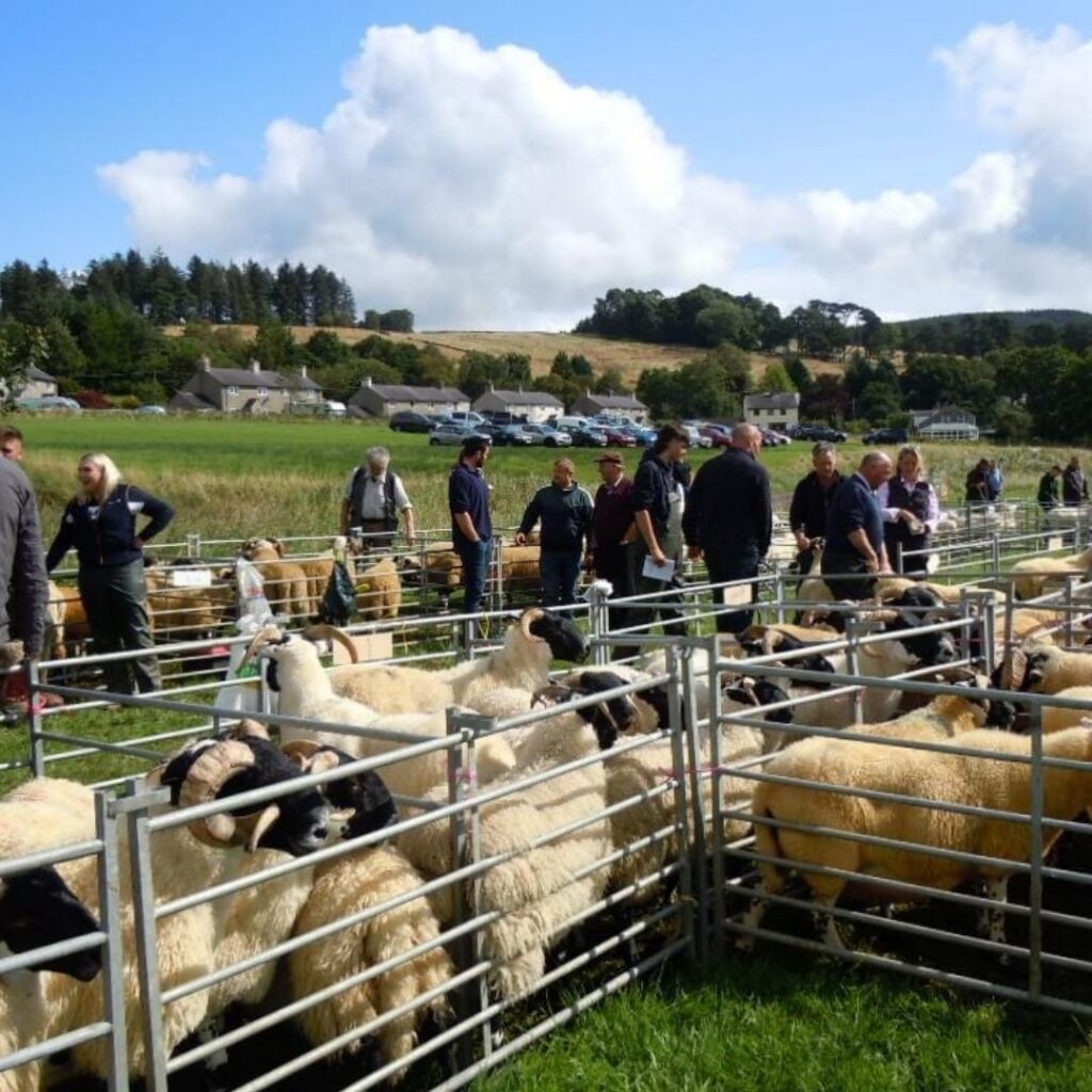 Shepherds compete at the Falstone Border Shepherds' Show