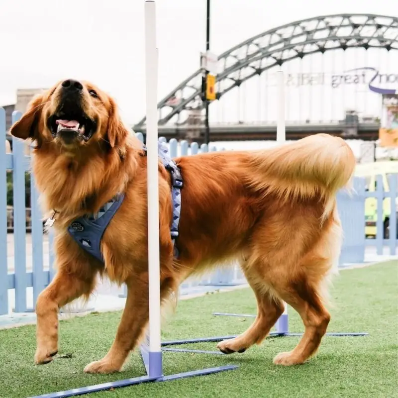 NE1 Dog on the Tyne