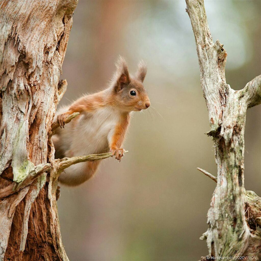 Cramlington Nature Reserve hosts a Red Squirrel Fun Day
