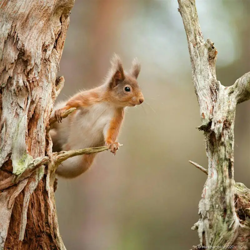 Cramlington Nature Reserve hosts a Red Squirrel Fun Day