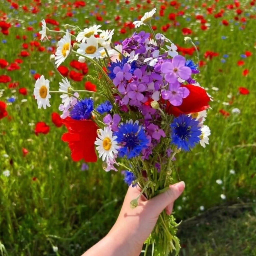 Spilmans Wildflowers