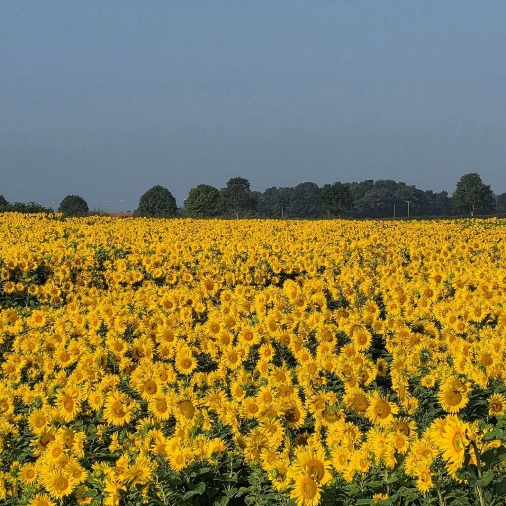 Margot’s Sunflowers