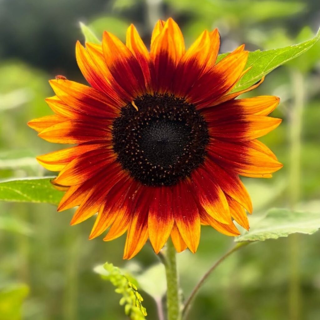 Mallard Grange Farm Sunflowers