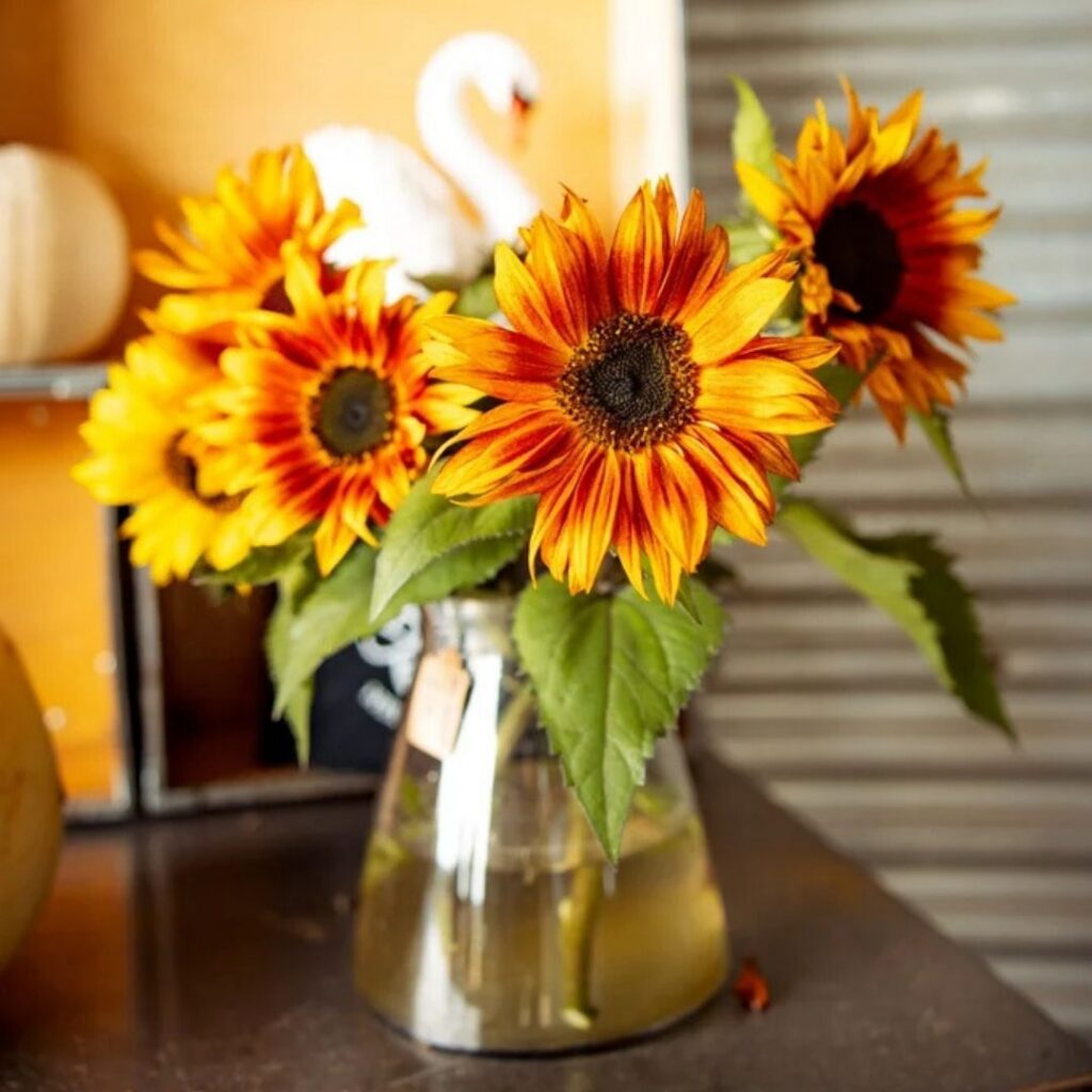The Flower Belt Sunflowers