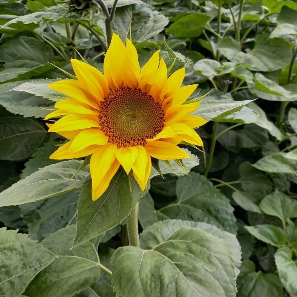 Kemps Farm Sunflowers
