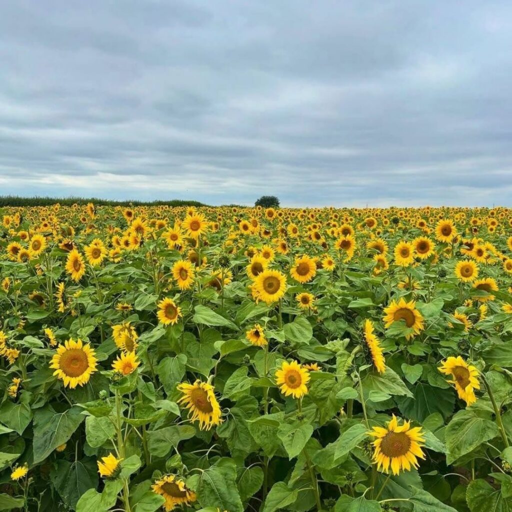 Spilmans Sunflowers