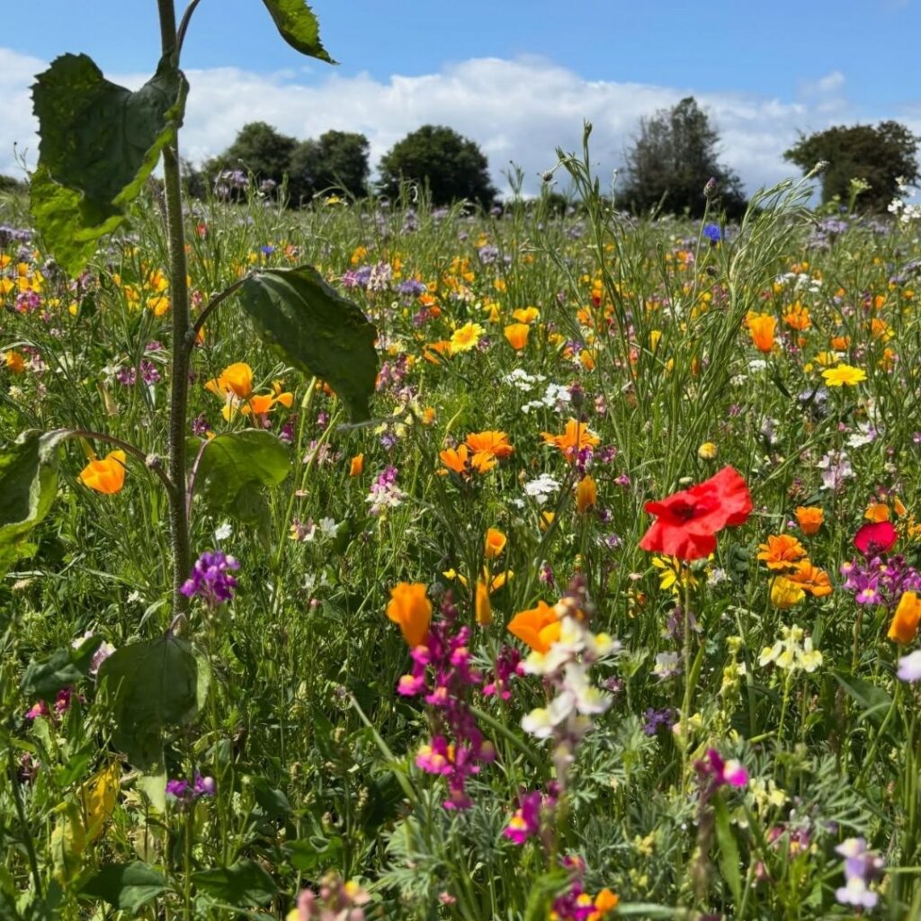 Mallard Grange Farm Wildflowers