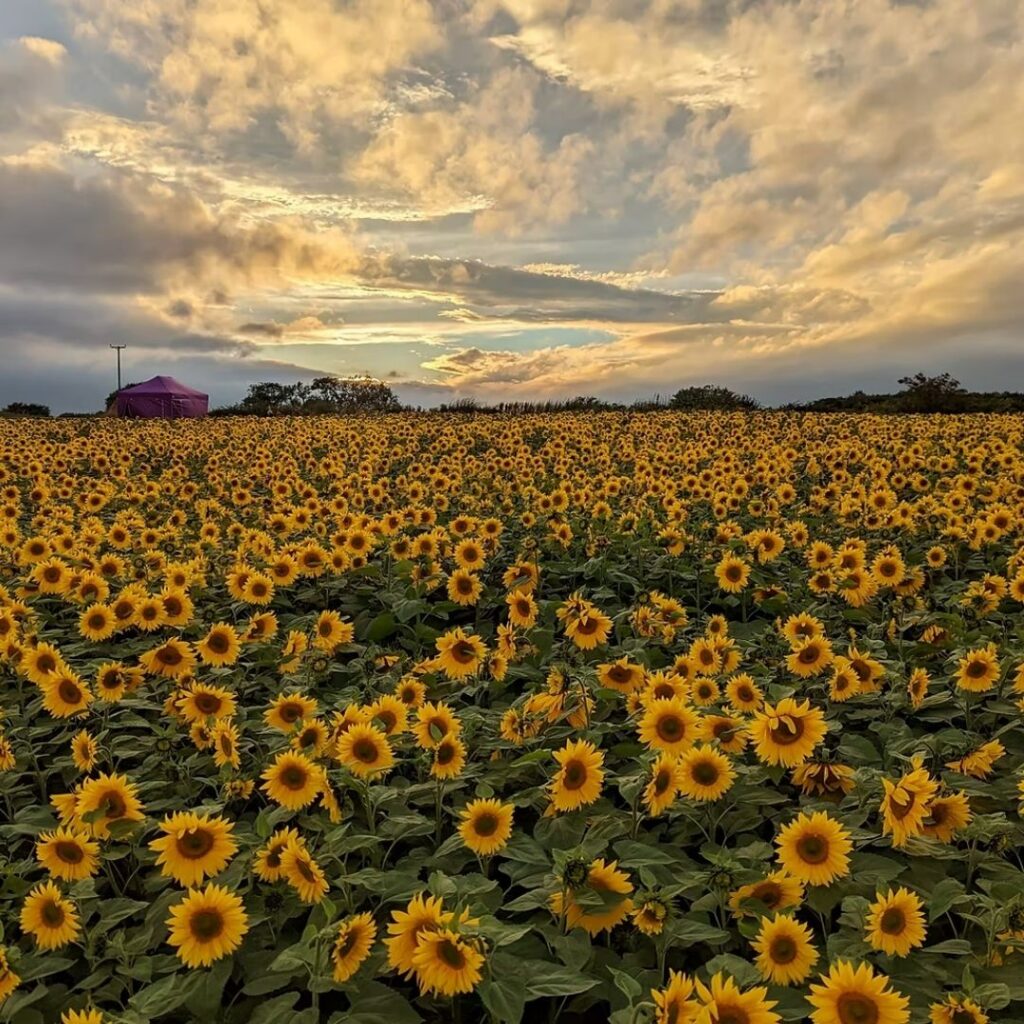 East Grange Sunflower Trail