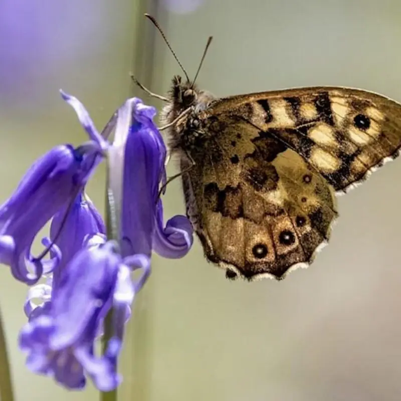 The Ouse Burn Way Butterfly Walk – Newcastle