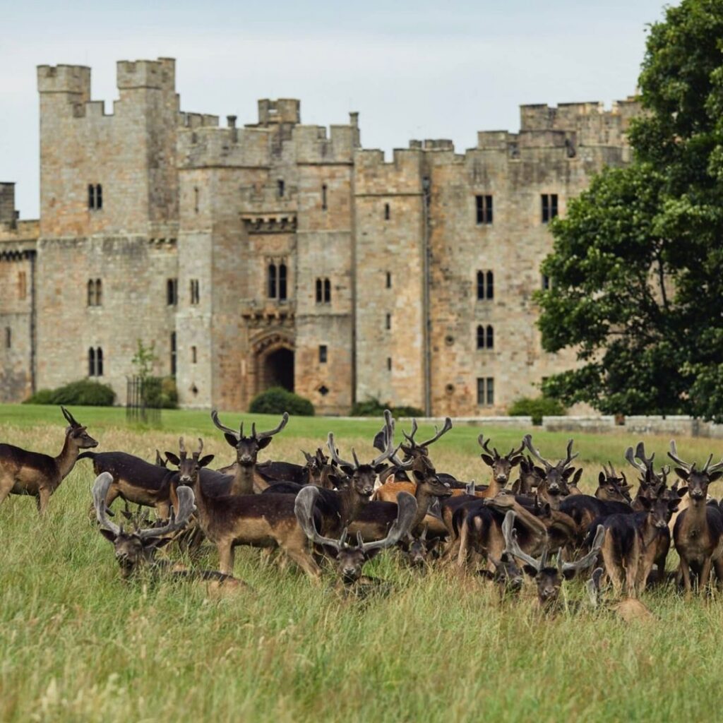 Raby Castle Deer Park