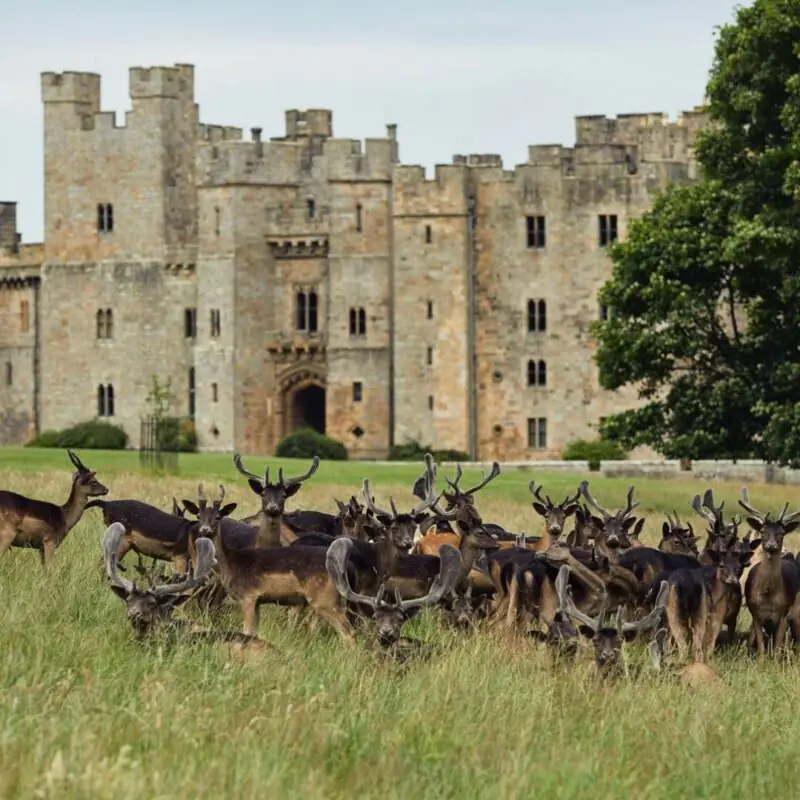 Raby Castle Deer Park