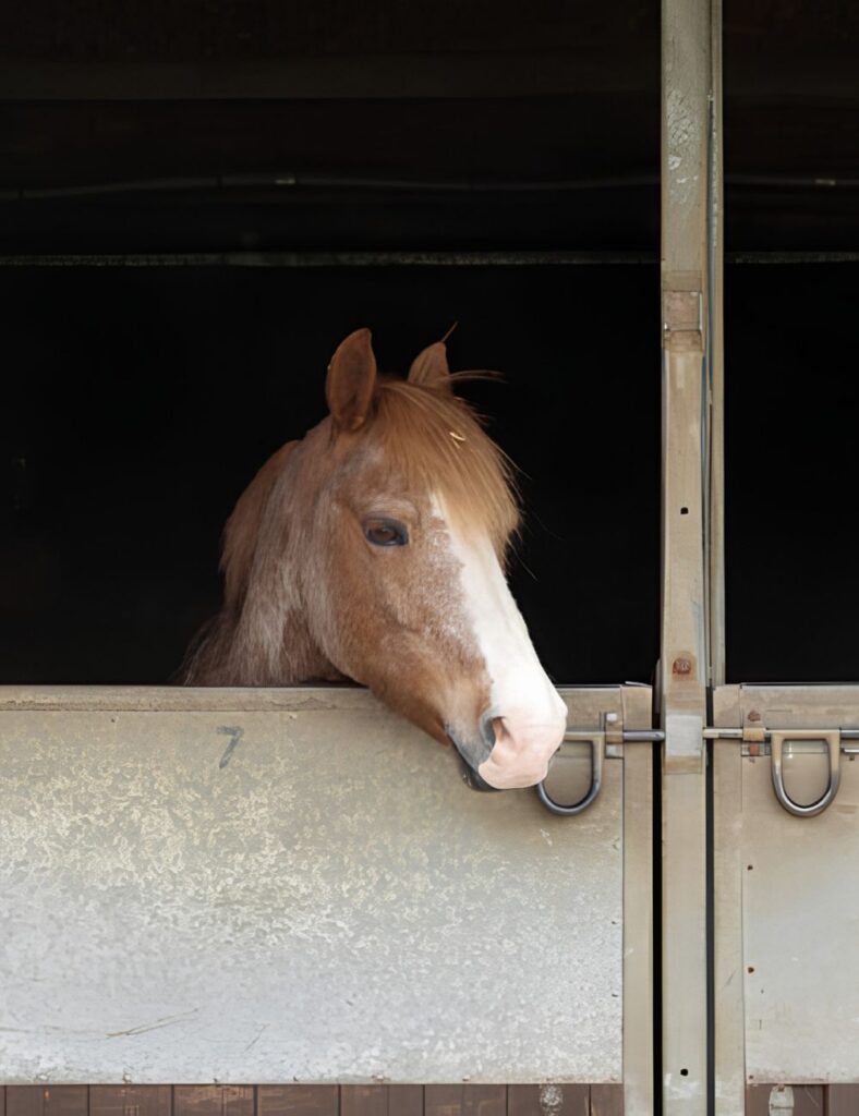 Northumberland College, Kirkley Campus - Equine Course