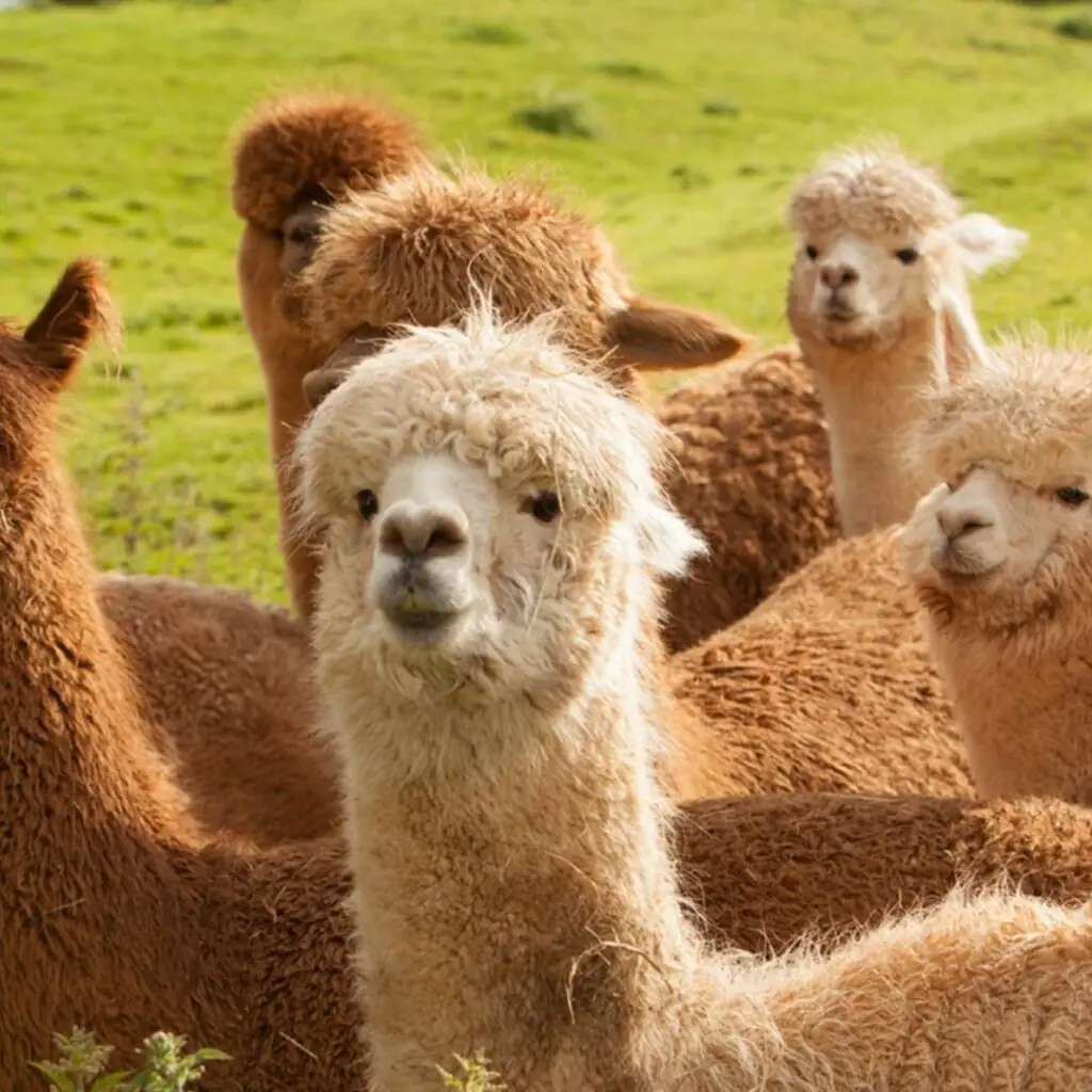Walk an alpaca at Alpaca Alpaca - Yarm