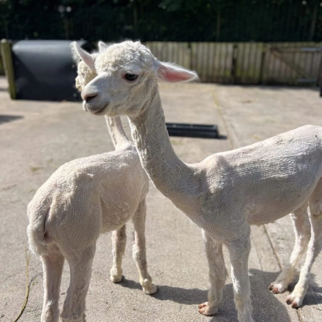 PETS' CORNER - Jesmond