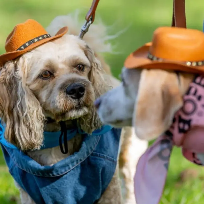 Fancy dress dogs at Bark in the Park at Raby Castle Picture: SARAH CALDECOTT