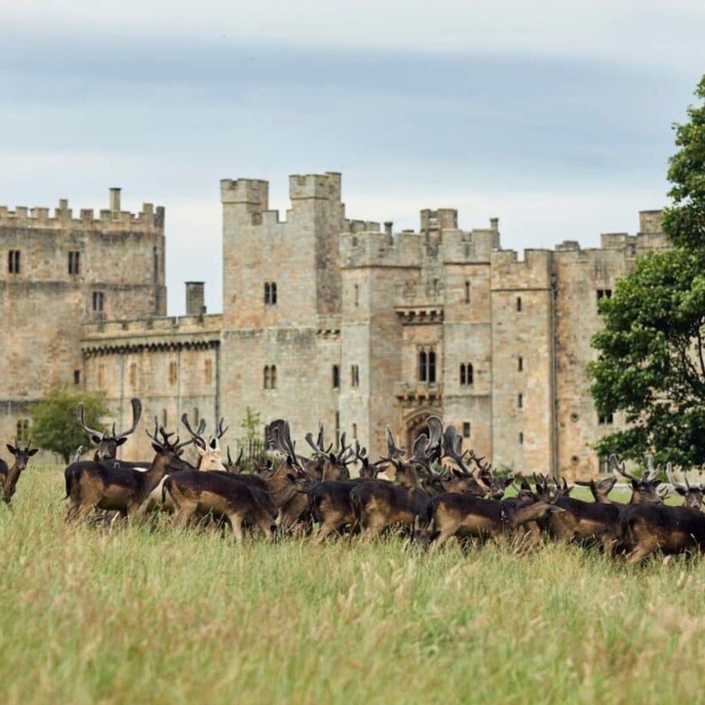 Castle, Deer Park and Gardens – Raby Castle