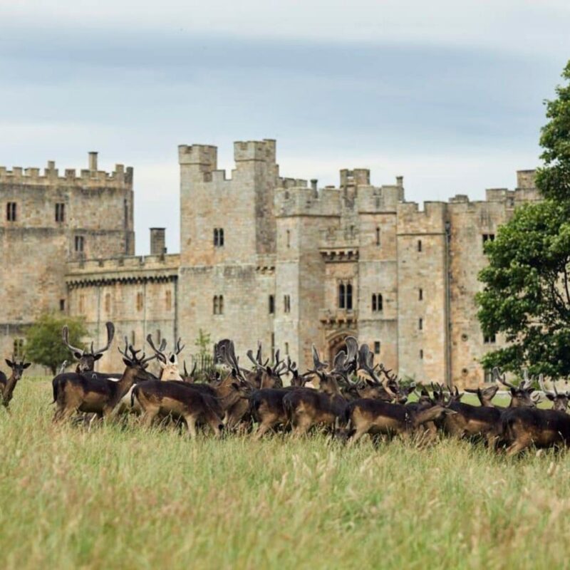 Castle, Deer Park and Gardens – Raby Castle
