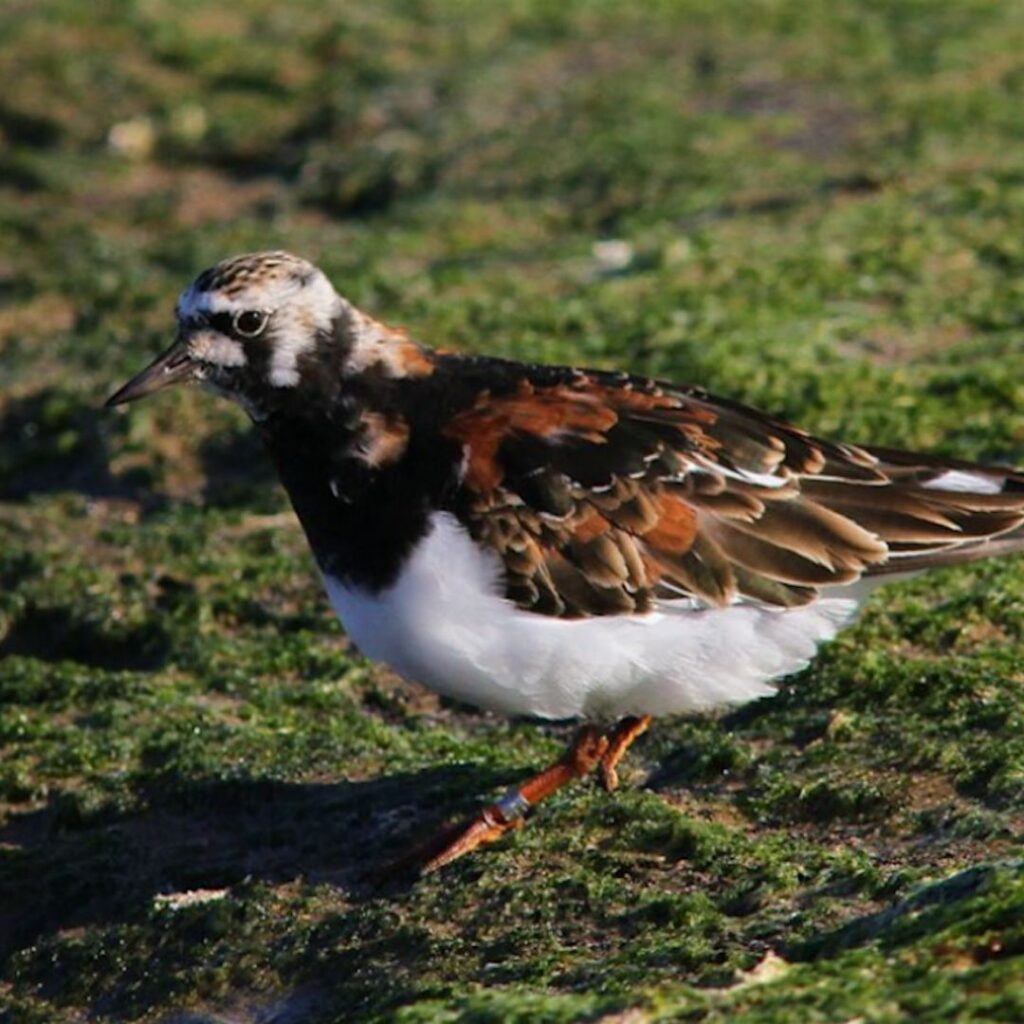 Coastal Wildlife Walk – Tynemouth