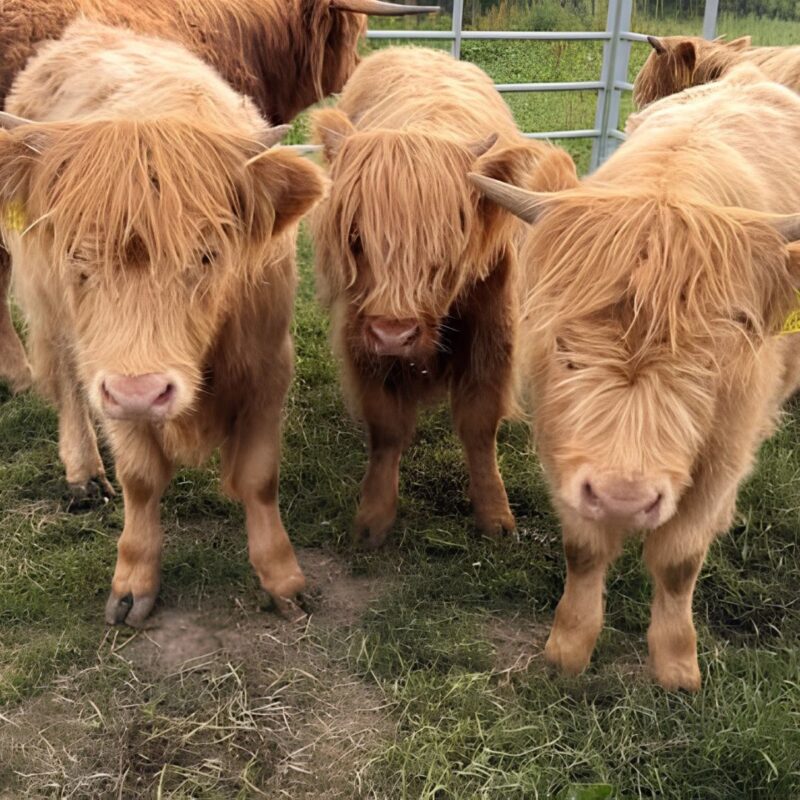 Highland Cow Experience - Northumberland