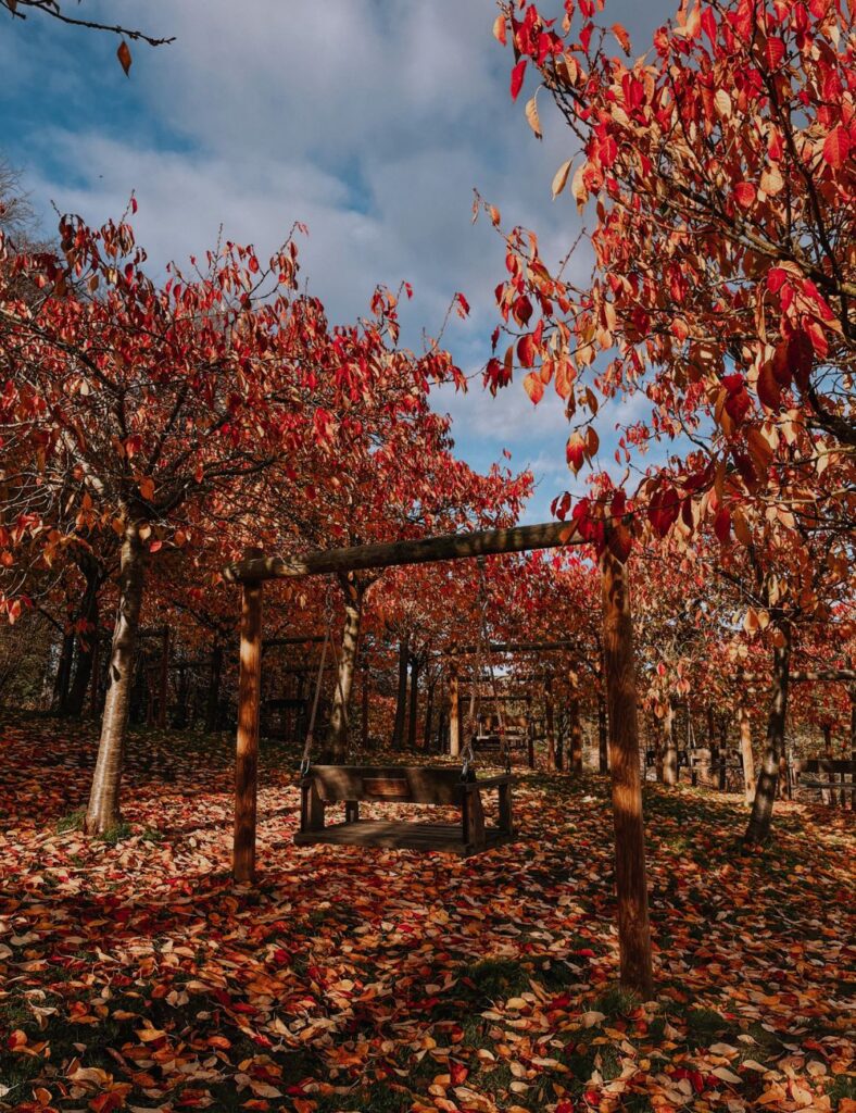 Alnwick Garden - The Ornamental Garden