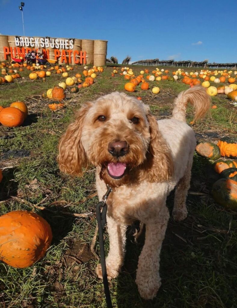 Brocksbushes Woof Weekends