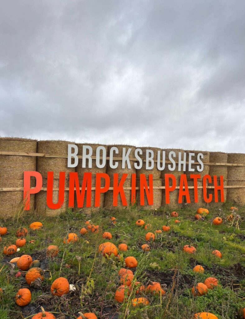 Brocksbushes Pumpkin Picking
