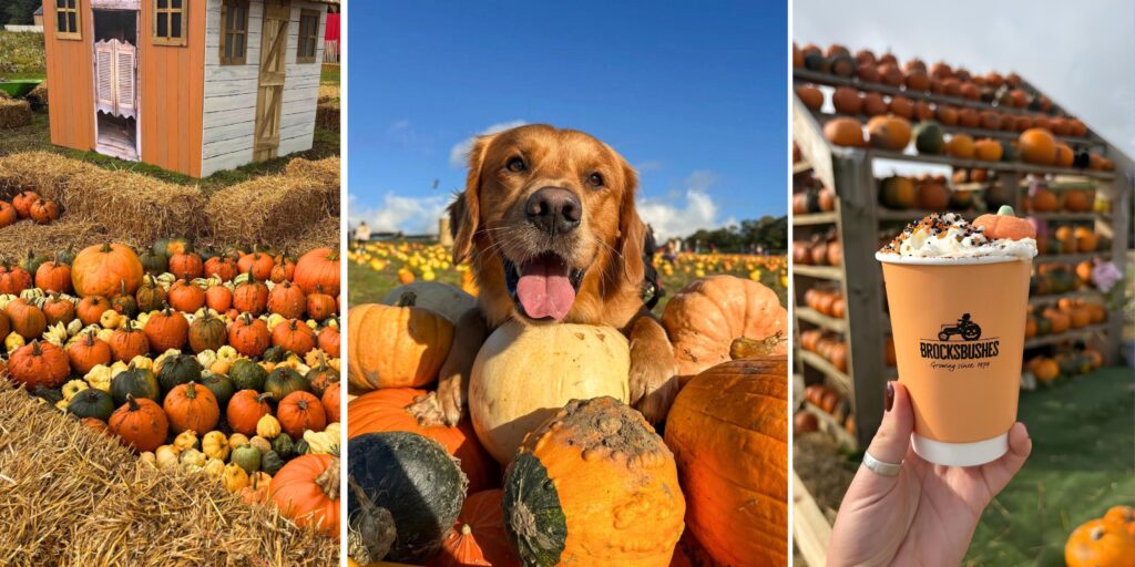 Brocksbushes pumpkin picking patch opens next month – what’s new for 2026