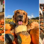 Brocksbushes pumpkin picking patch opens next month – what’s new for 2026