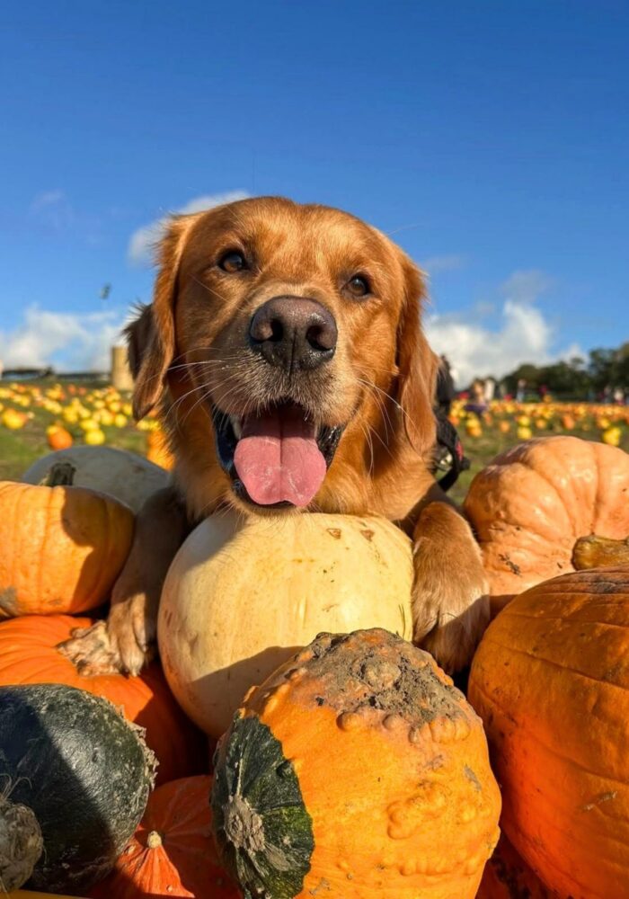 Brocksbushes pumpkin picking patch opens next month – what’s new for 2026