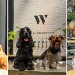 30 of the best dog-friendly pubs, cafés and restaurants in the North East