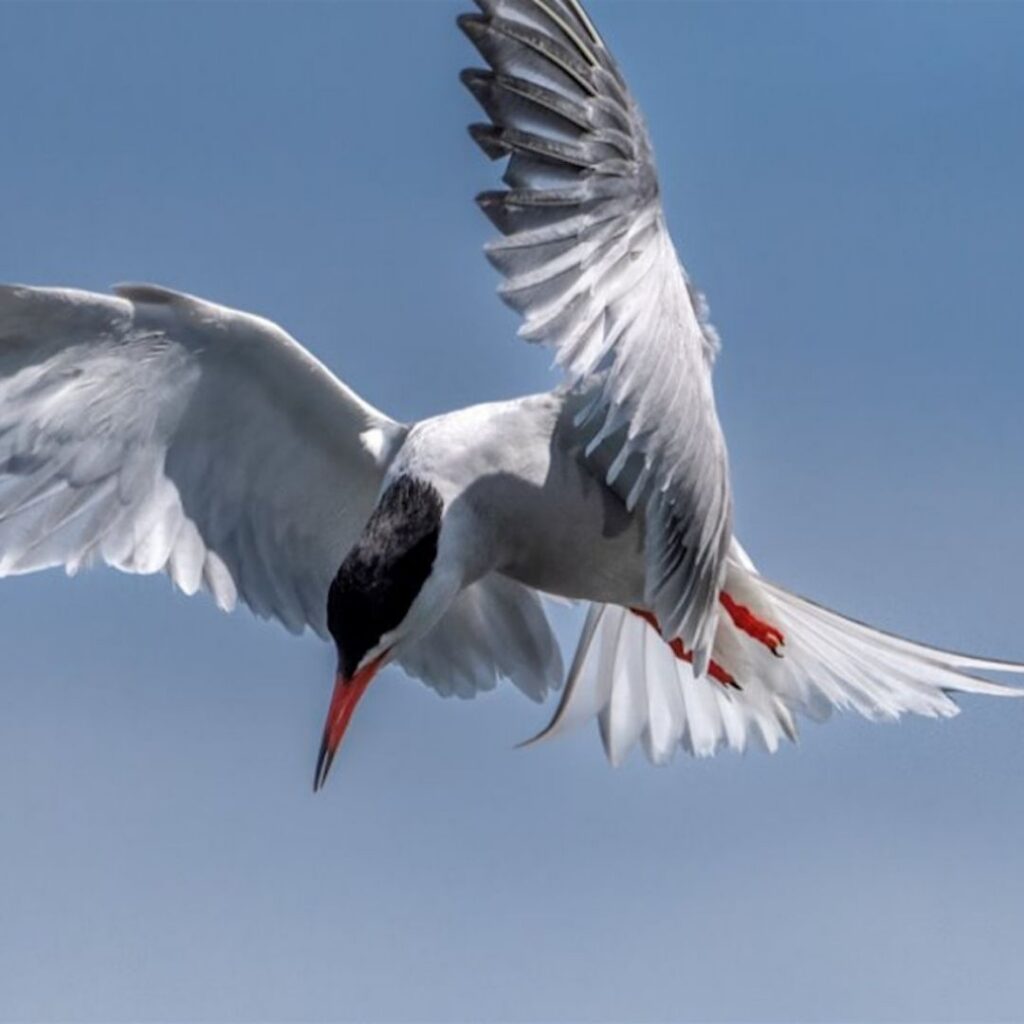Summer Bird Walk: Migrating Birds – Newcastle