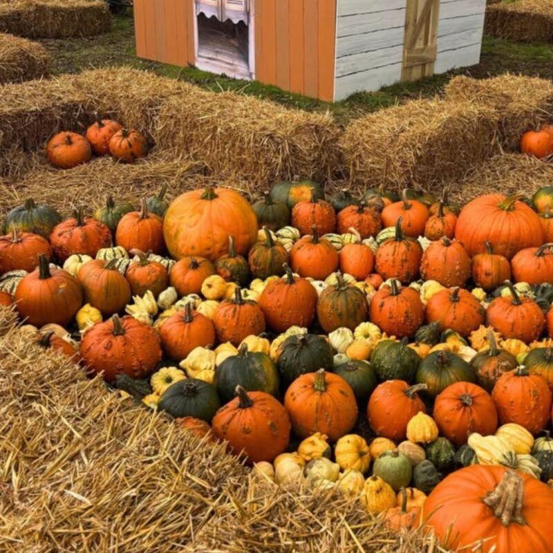 Brockbushes Pumpkin Experience – Northumberland