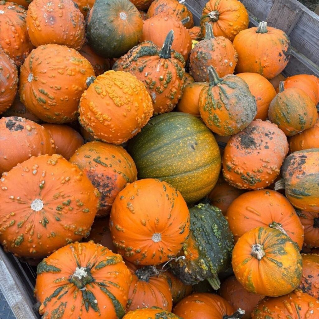 Brocksbushes pumpkins