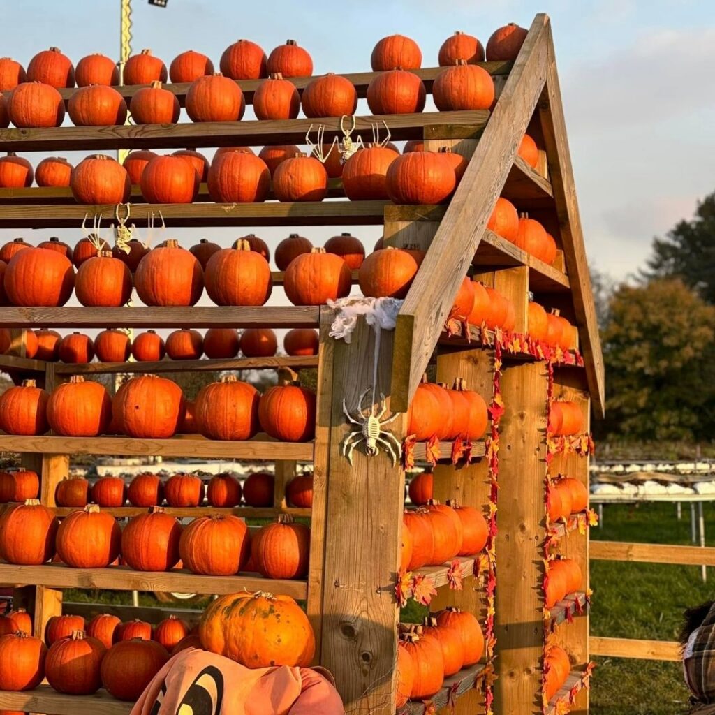 Brocksbushes pumpkin picking patch