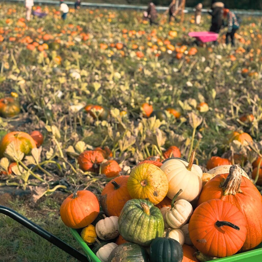 Brockbushes Pumpkin Patch