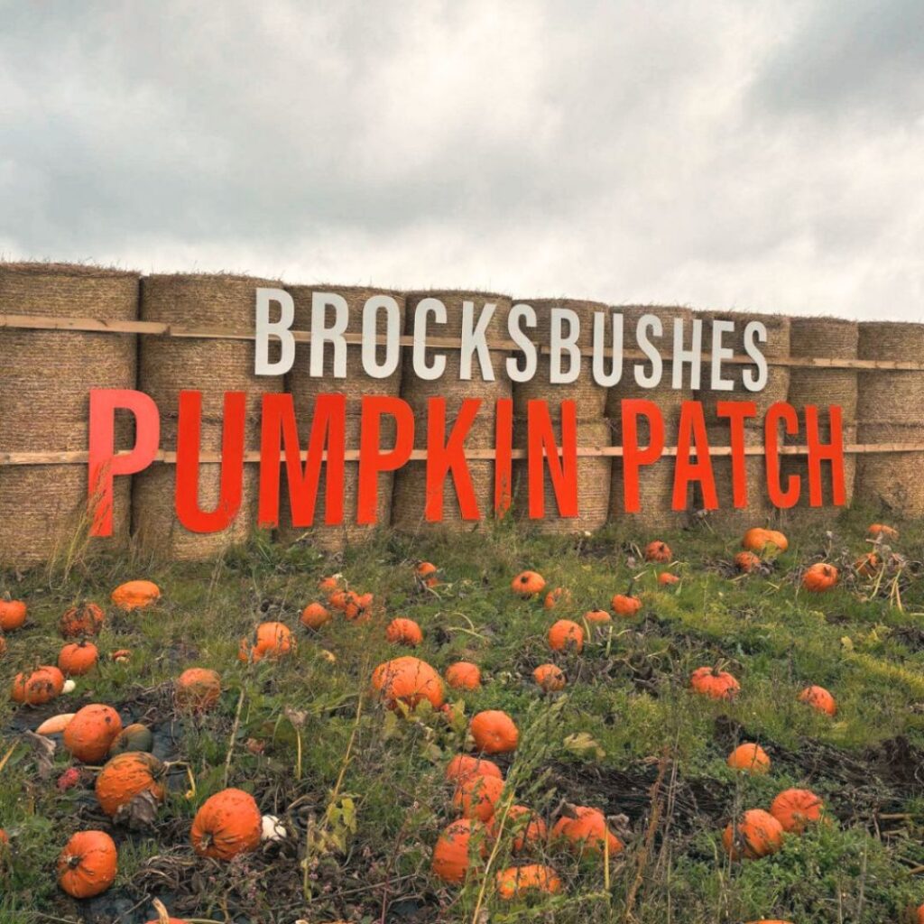 Brockbushes Pumpkin Patch
