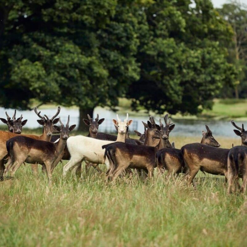Deer Park Safari – County Durham