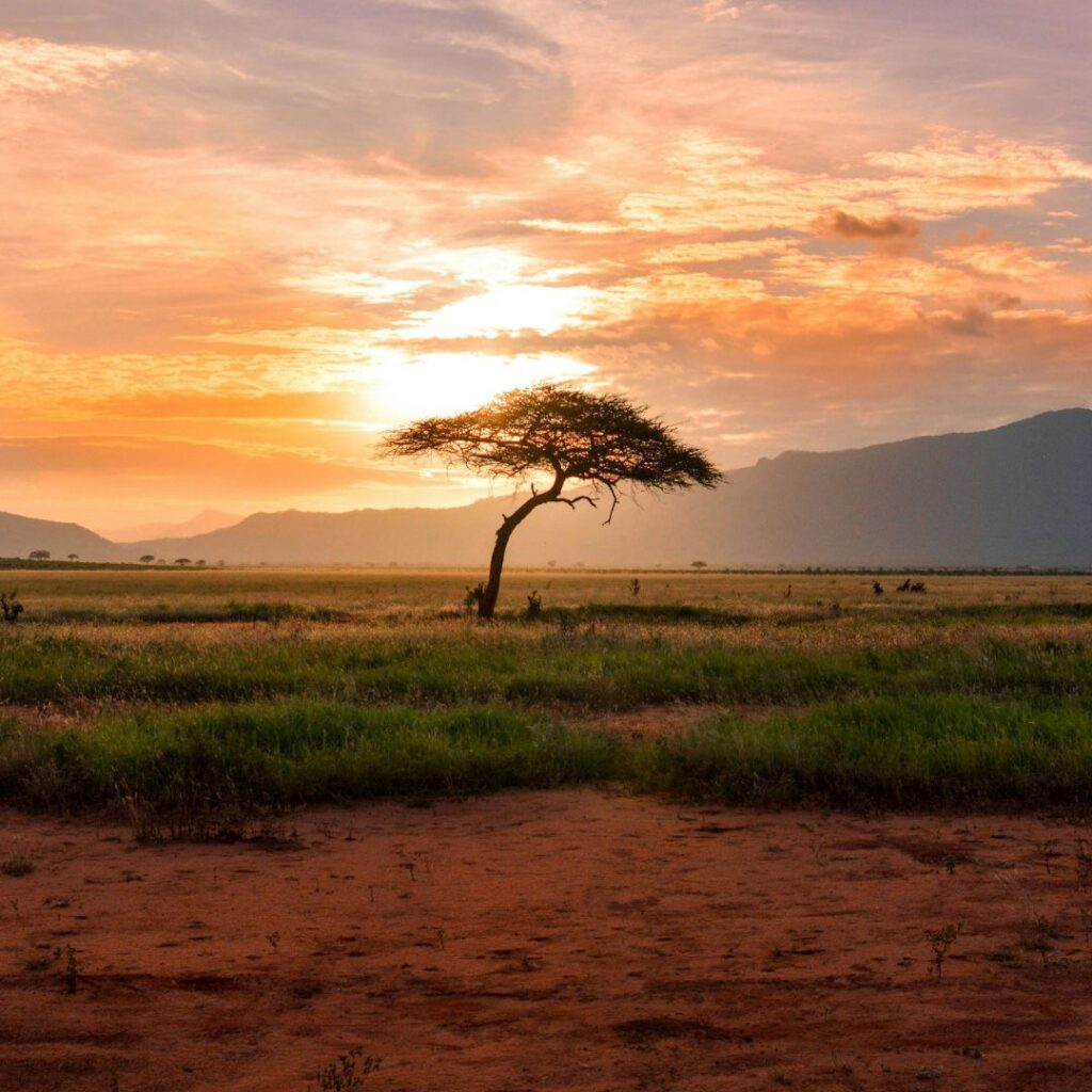Reight Travel - Safari