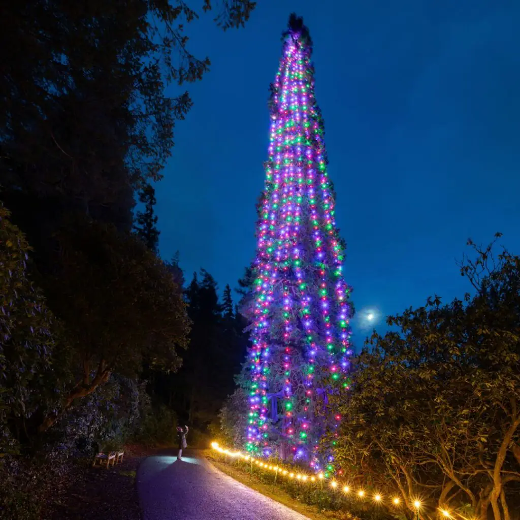 Christmas at Cragside, tallest tree - National Trust