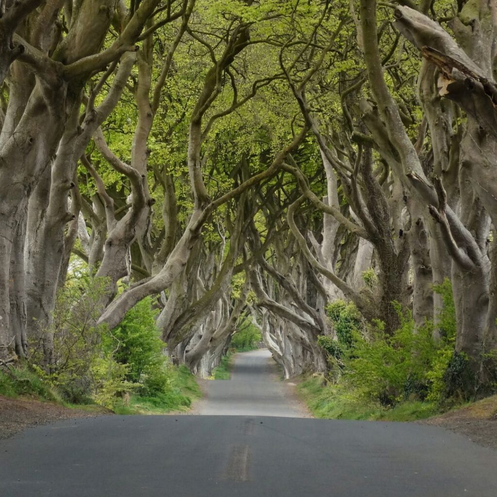 The Dark Hedges - Northern Ireland
